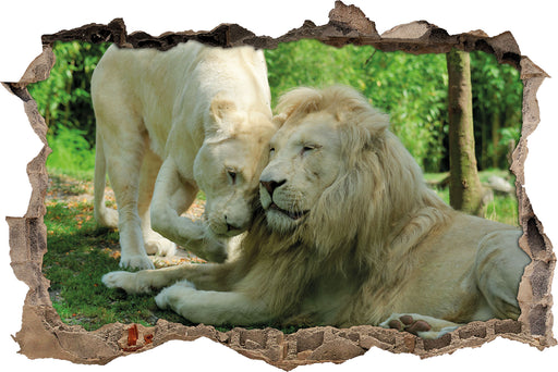 verliebtes Löwenpaar  3D Wandtattoo Wanddurchbruch