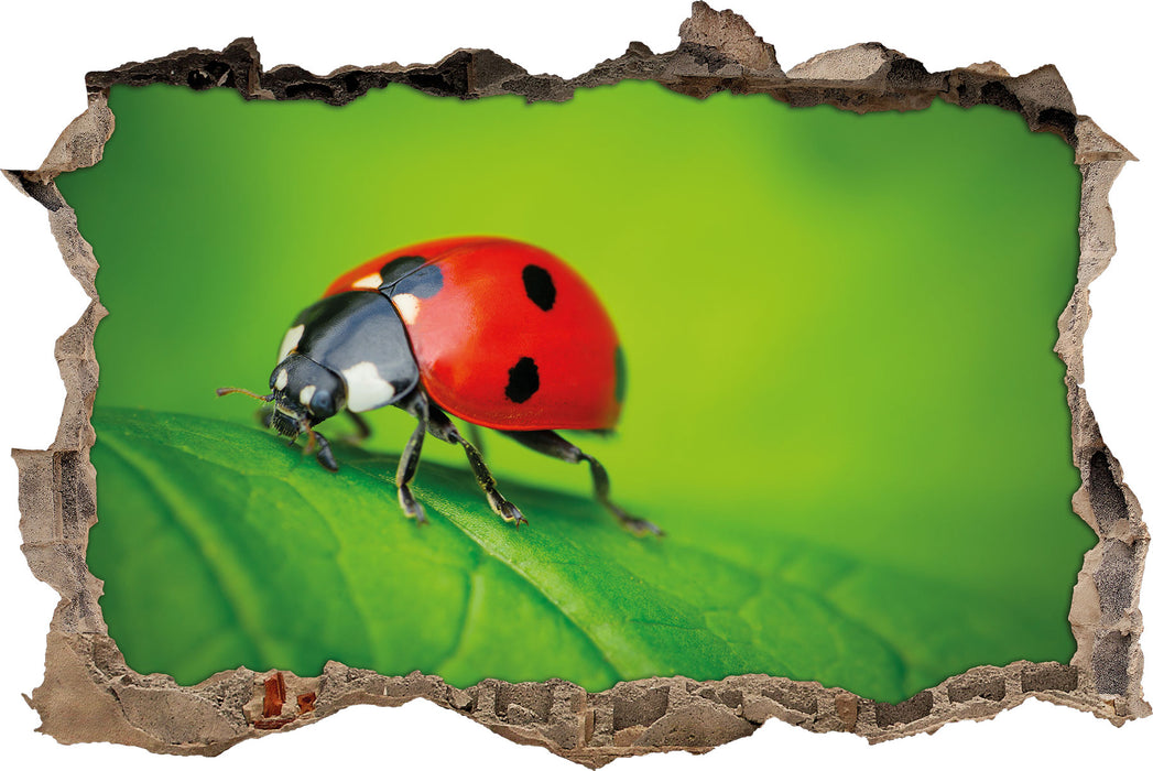 Pixxprint Marienkäfer auf Blatt, 3D Wandtattoo