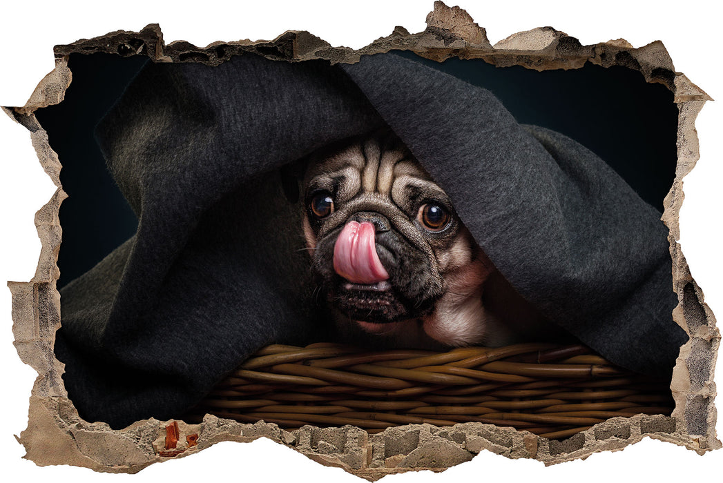 Pixxprint Süßer Mops unter der Decke, 3D Wandtattoo