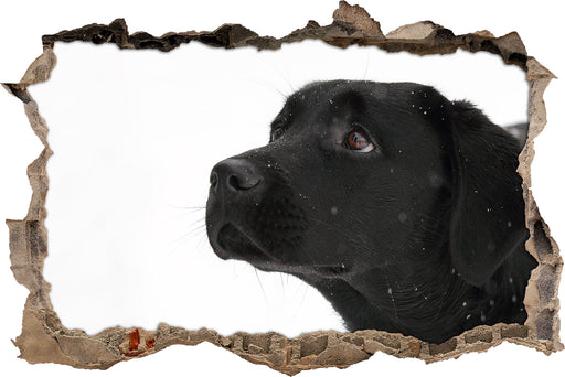 Schwarzer Labrador im Schnee 3D Wandtattoo Wanddurchbruch