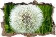 klassische Pusteblume 3D Wandtattoo Wanddurchbruch