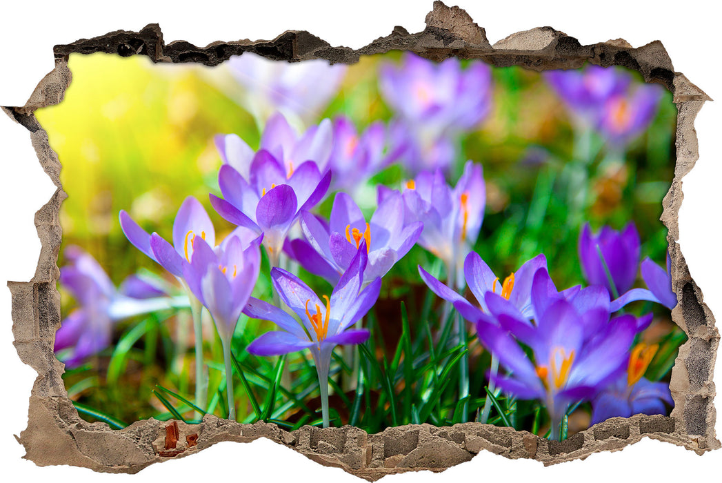 Pixxprint Schöne Krokusse, 3D Wandtattoo