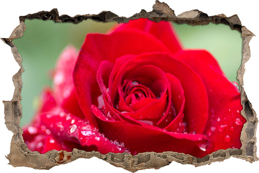 Rose mit Wassertropfen  3D Wandtattoo Wanddurchbruch