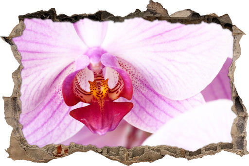 Prächtige Rosa Orchidee  3D Wandtattoo Wanddurchbruch