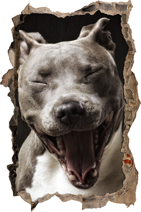 Pixxprint Lachender Pitbull, 3D Wandtattoo