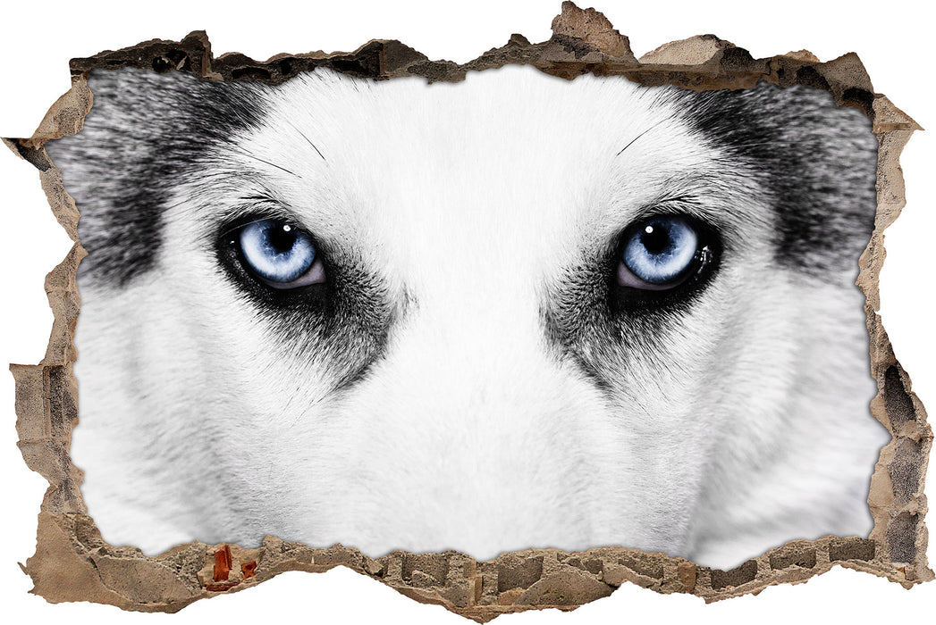 Pixxprint Husky mit Eisblauen Augen, 3D Wandtattoo