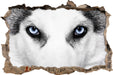 Husky mit Eisblauen Augen  3D Wandtattoo Wanddurchbruch