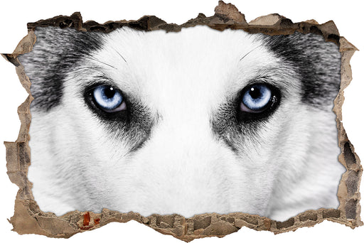 Husky mit Eisblauen Augen  3D Wandtattoo Wanddurchbruch