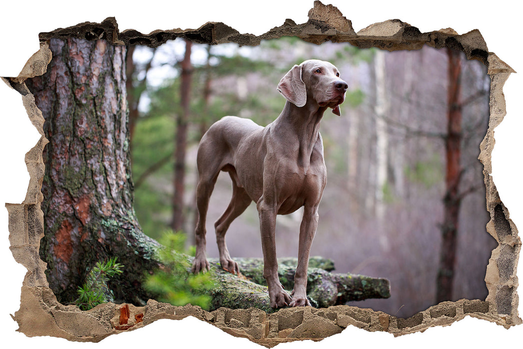 Pixxprint Edler Weimaraner im Wald, 3D Wandtattoo