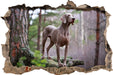 Edler Weimaraner im Wald  3D Wandtattoo Wanddurchbruch