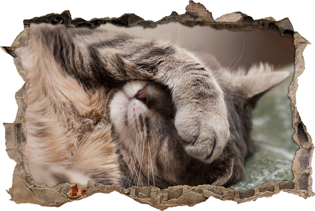 Pixxprint Schüchterne niedliche Katze, 3D Wandtattoo