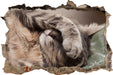 Schüchterne niedliche Katze  3D Wandtattoo Wanddurchbruch