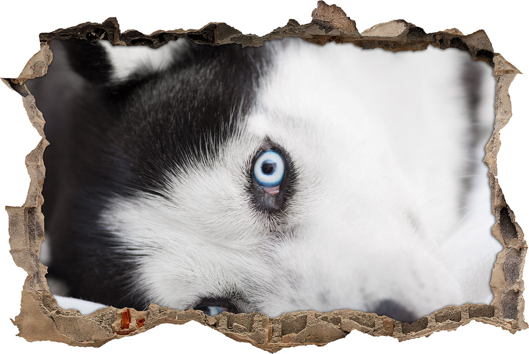 Pixxprint Husky mit Eisblauen Augen im Bett, 3D Wandtattoo