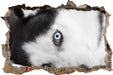 Husky mit Eisblauen Augen im Bett  3D Wandtattoo Wanddurchbruch