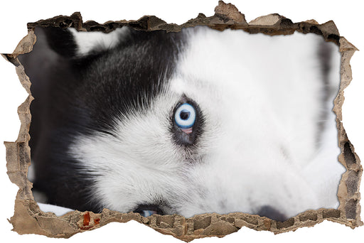 Husky mit Eisblauen Augen im Bett  3D Wandtattoo Wanddurchbruch