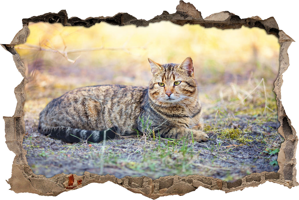 Pixxprint Ruhende Katze im Wald, 3D Wandtattoo