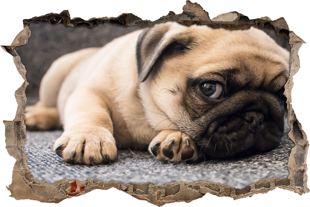 Pixxprint Süßer Mops auf Teppich, 3D Wandtattoo