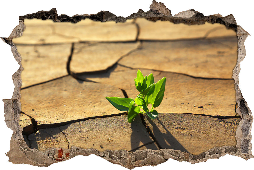 Pixxprint Keimling in ausgetrocknetem Boden, 3D Wandtattoo