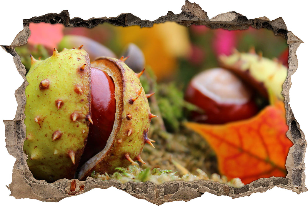 Pixxprint Erste Kastanie öffnet sich, 3D Wandtattoo