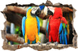 Zwei Papageien auf einem Ast  3D Wandtattoo Wanddurchbruch