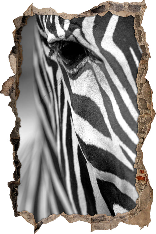 Zebra Nahaufnahme  3D Wandtattoo Wanddurchbruch