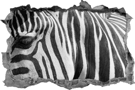 Zebra Porträt  3D Wandtattoo Wanddurchbruch