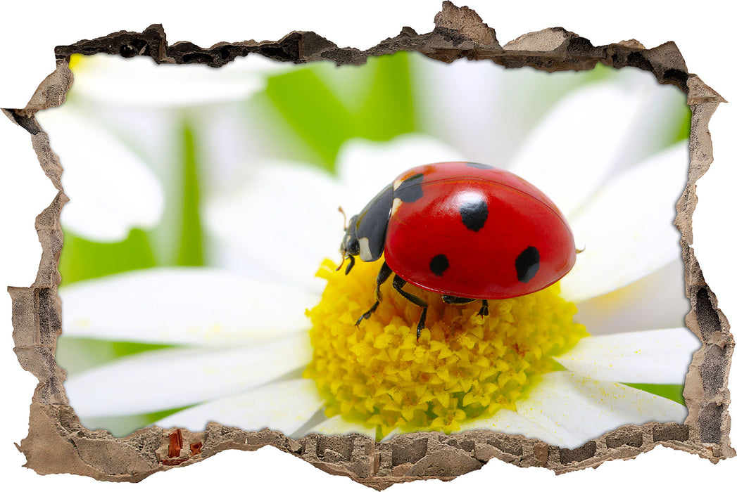 Pixxprint Marienkäfer auf Gänseblümchen, 3D Wandtattoo