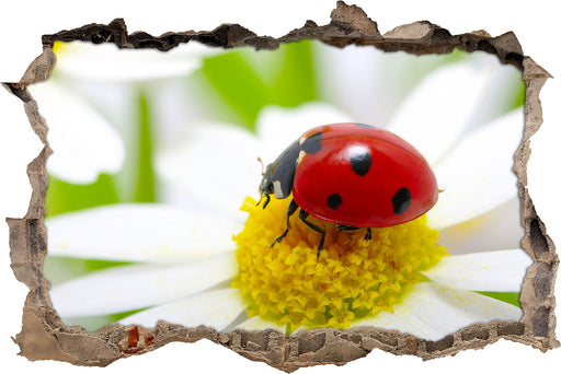 Marienkäfer auf Gänseblümchen 3D Wandtattoo Wanddurchbruch