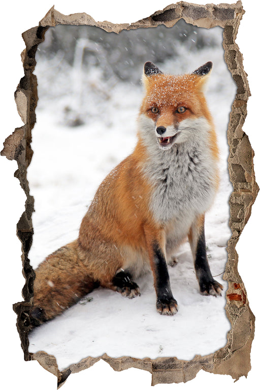 Fuchs im Schnee  3D Wandtattoo Wanddurchbruch