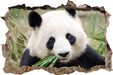 Pandabär frisst Bambus  3D Wandtattoo Wanddurchbruch