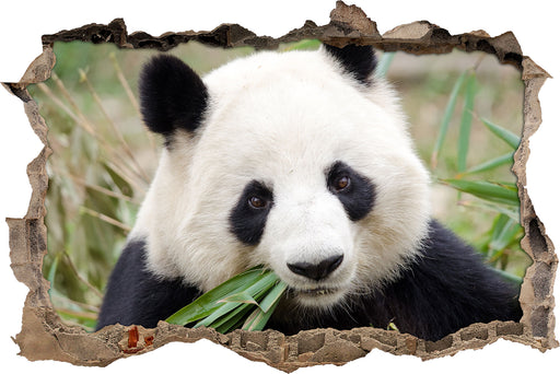 Pandabär frisst Bambus  3D Wandtattoo Wanddurchbruch