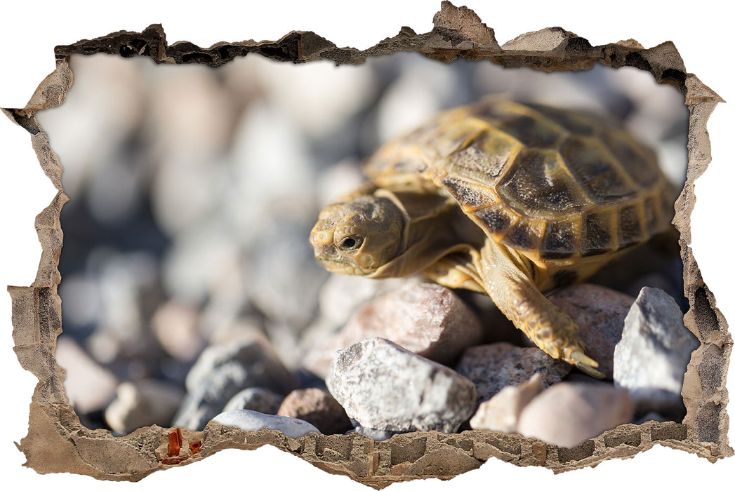 Pixxprint Kleine Schildkröte, 3D Wandtattoo