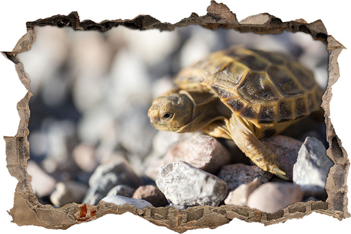 Kleine Schildkröte  3D Wandtattoo Wanddurchbruch