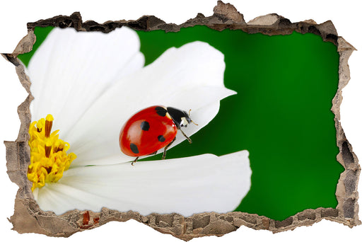 Marienkäfer auf Blüte  3D Wandtattoo Wanddurchbruch