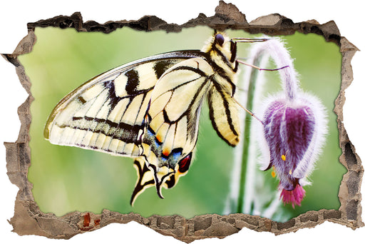 Schmetterling Schwalbenschwanz  3D Wandtattoo Wanddurchbruch
