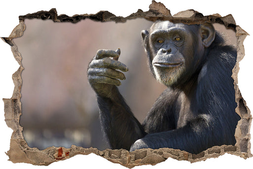 Aufmerksamer Schimpanse  3D Wandtattoo Wanddurchbruch