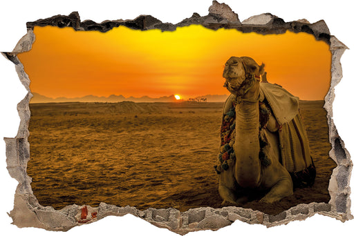 Kamel in Wüste bei Sonnenaufgang 3D Wandtattoo Wanddurchbruch