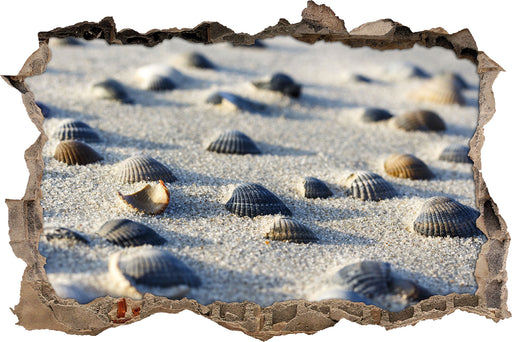 Muscheln im Sand  3D Wandtattoo Wanddurchbruch