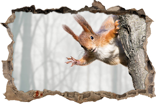 Neugierig rotes Eichhörnchen 3D Wandtattoo Wanddurchbruch