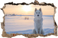 Weißer Wolf im Schnee 3D Wandtattoo Wanddurchbruch