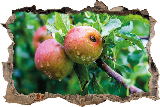 Köstliche wilde Äpfel  3D Wandtattoo Wanddurchbruch