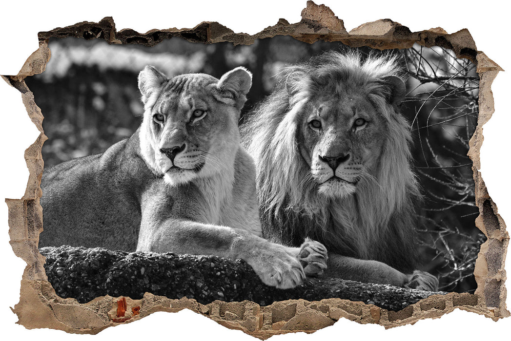 Pixxprint interessiertes Löwenpaar Kunst B&W, 3D Wandtattoo