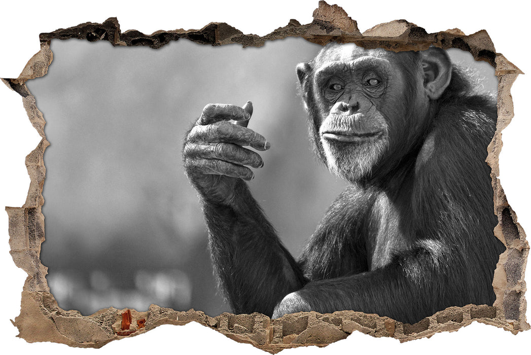 Aufmerksamer Schimpanse Kunst B&W 3D Wandtattoo Wanddurchbruch