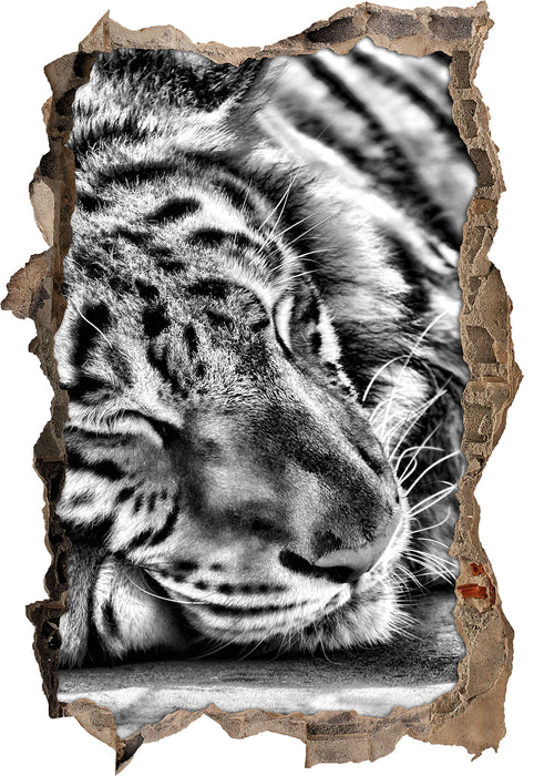 Tiger schläft 3D Wandtattoo Wanddurchbruch