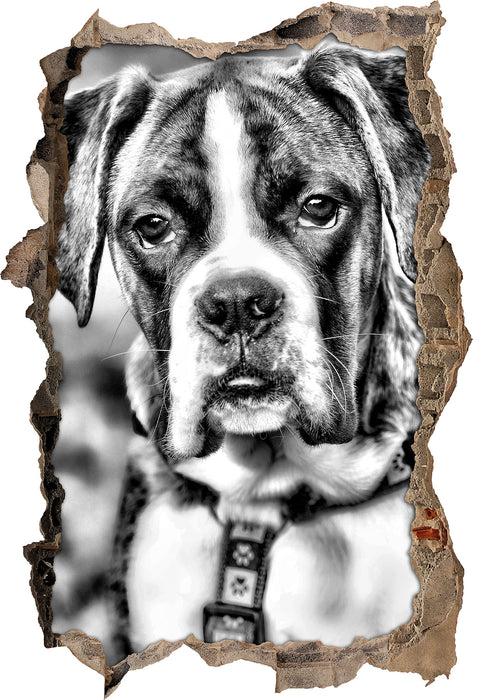 Pixxprint Schöner Deutscher Boxer im Gras, 3D Wandtattoo