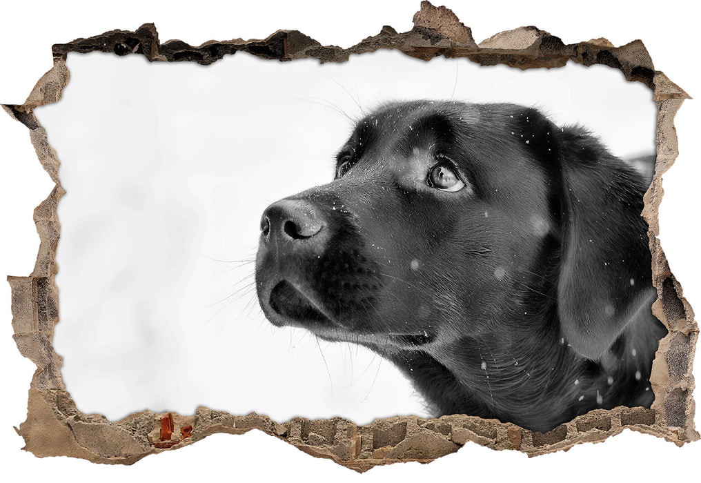 Pixxprint Schwarzer Labrador im Schnee B&W, 3D Wandtattoo