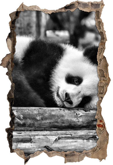 süßer kleiner Pandabär 3D Wandtattoo Wanddurchbruch