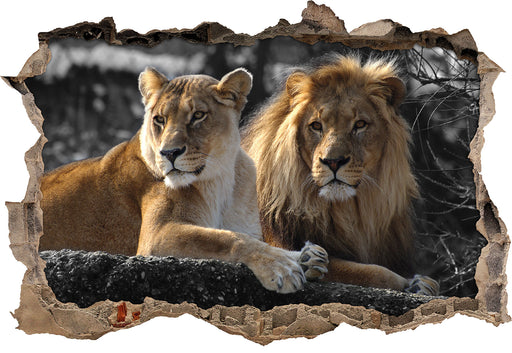 interessiertes Löwenpaar 3D Wandtattoo Wanddurchbruch