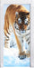 Stolzer Tiger im Schnee Türaufkleber