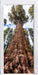 Baum im Regenwald Türaufkleber